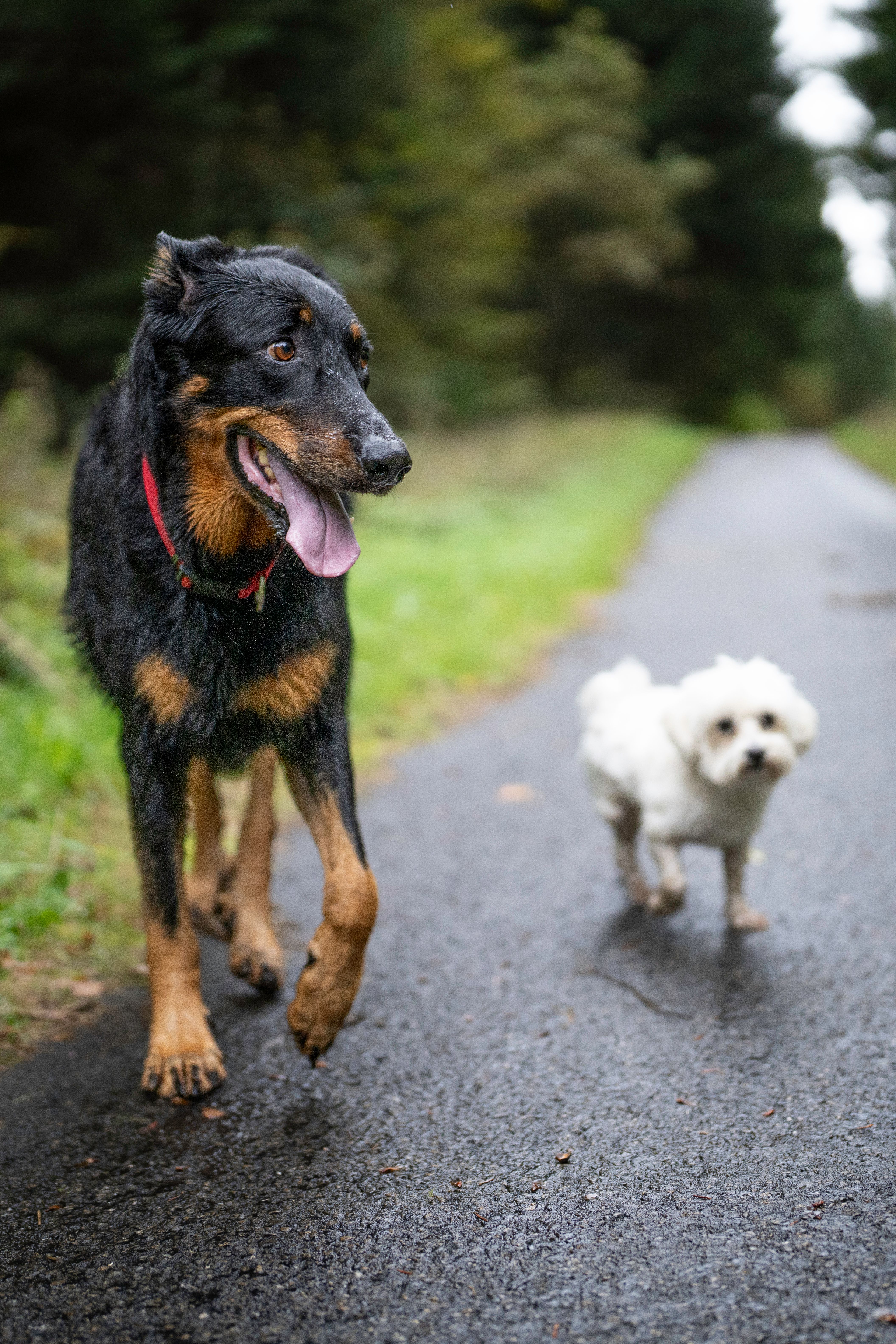 Pets and household needs at a private residence